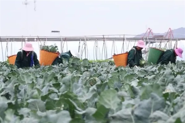 西兰花变黄了后可以吃吗，是可以吃的