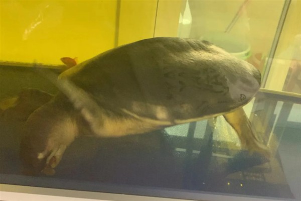 猪鼻龟为什么不吃食，可能是受惊、水温太低等因素所致