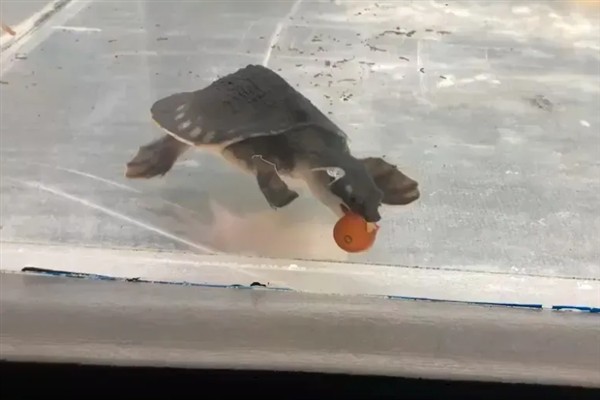 猪鼻龟为什么不吃食，可能是受惊、水温太低等因素所致