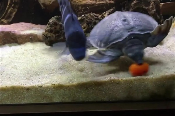 猪鼻龟为什么不吃食，可能是受惊、水温太低等因素所致