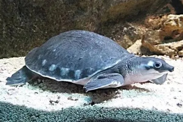 猪鼻龟为什么不吃食，可能是受惊、水温太低等因素所致