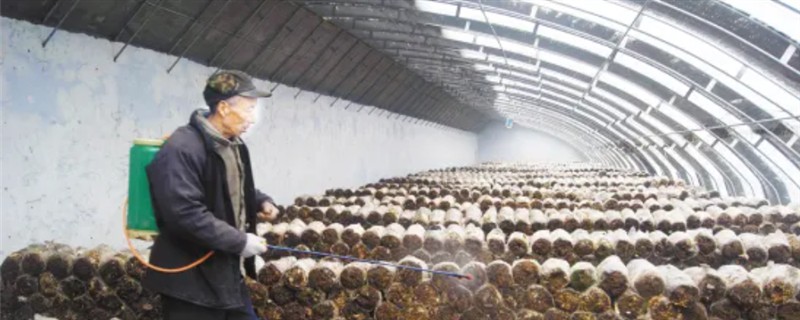 春季怎么管理香菇，每采完一潮菇都要通风