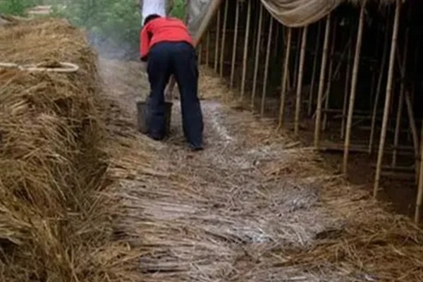 春季怎么管理香菇，每采完一潮菇都要通风
