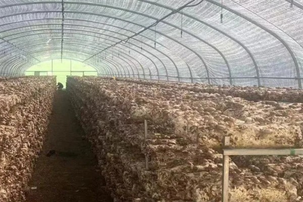 春季怎么管理香菇，每采完一潮菇都要通风