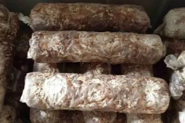 春季怎么管理香菇，每采完一潮菇都要通风