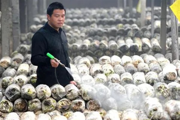 春季怎么管理香菇，每采完一潮菇都要通风