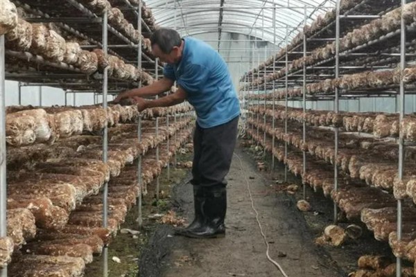 春季怎么管理香菇，每采完一潮菇都要通风