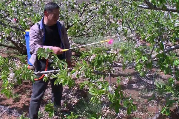 苹果花芽分化期的管理技术,前期要重视肥水管理