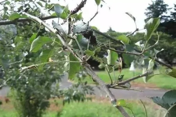 苹果花芽分化期的管理技术,前期要重视肥水管理