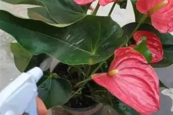红掌几月份换盆，最佳的换盆时间在3-4月