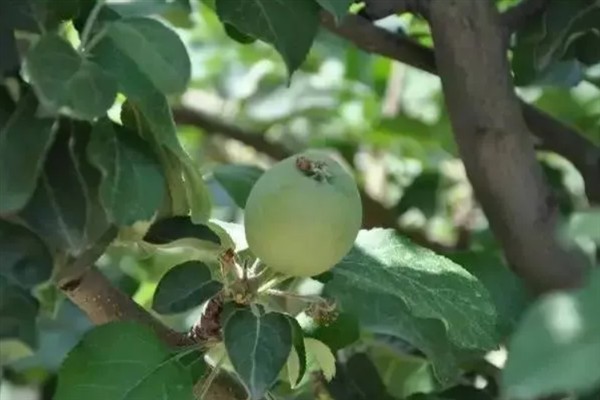 苹果花芽分化期的管理技术,前期要重视肥水管理