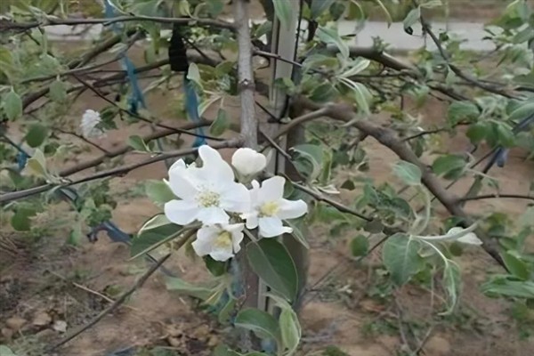 苹果花芽分化期的管理技术,前期要重视肥水管理