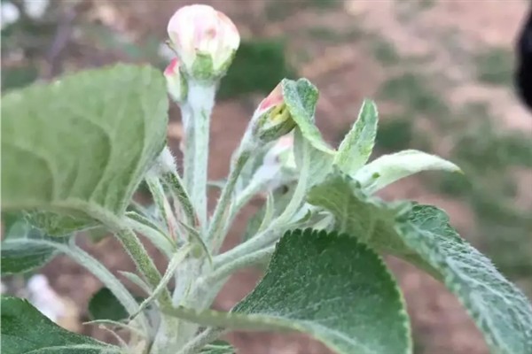 苹果花芽分化期的管理技术,前期要重视肥水管理