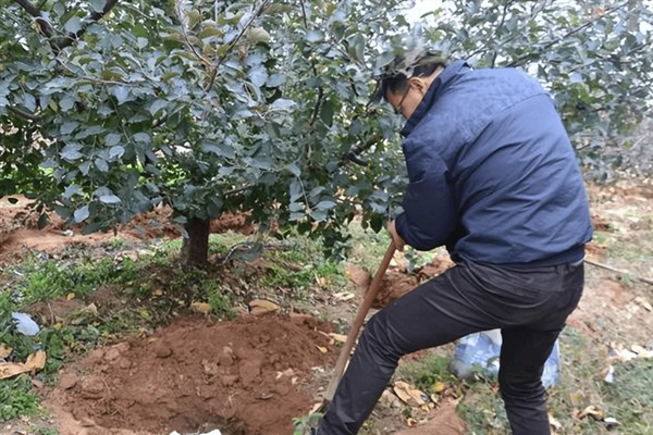 苹果花芽分化期的管理技术,前期要重视肥水管理