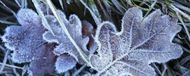 秋天最后一个节气是什么，是霜降
