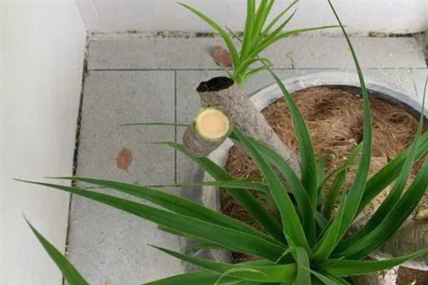 龙须木怎么养殖，每隔3天浇一次水