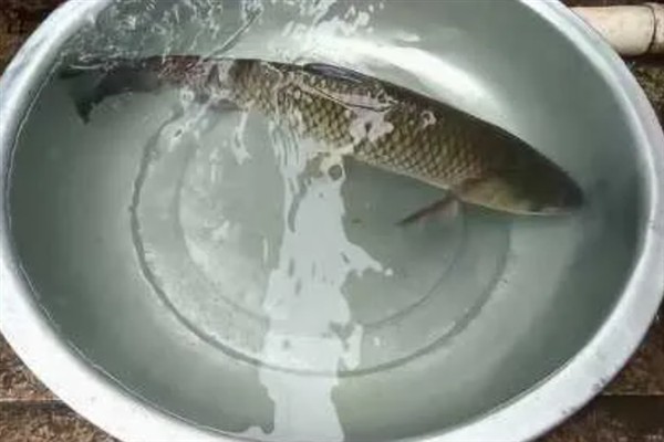 草鱼怎么做才好吃，可采取红烧、水煮等烹制方法