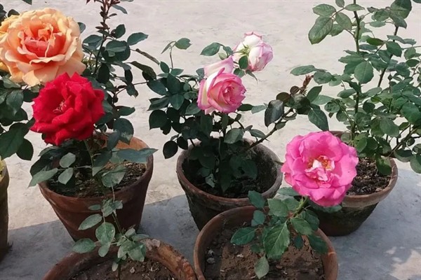 月季花如何栽培，适宜生长在微酸性的砂质壤土中