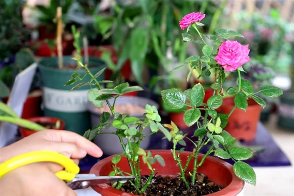 月季花如何栽培，适宜生长在微酸性的砂质壤土中
