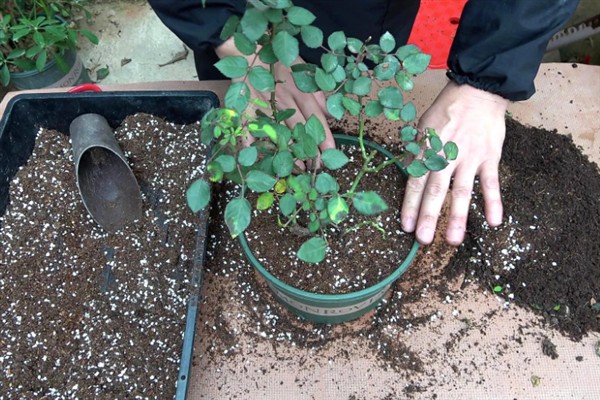 月季花如何栽培，适宜生长在微酸性的砂质壤土中