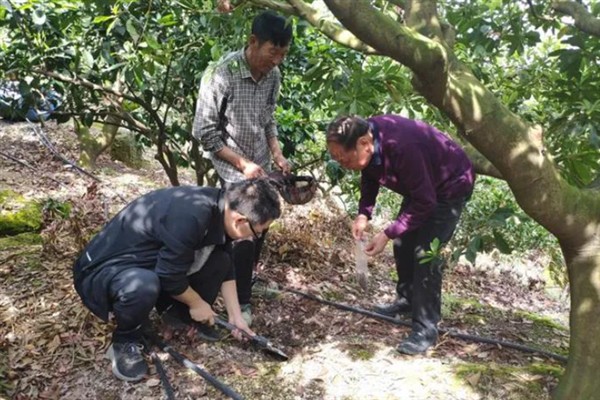 让杨梅变大可以喷什么药，用流体硼＋流体钙镁兑水喷雾