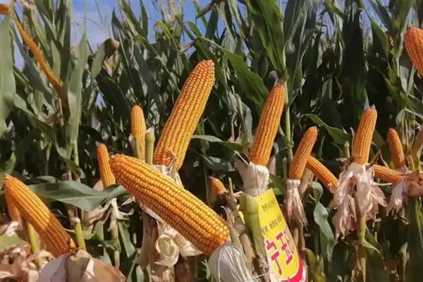 2025年黄淮海主推玉米品种，推荐东单1331、乐农79等