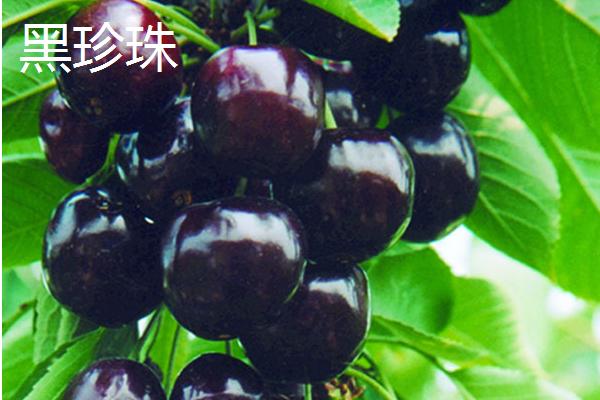 车厘子的品种，常见的有美早、黑珍珠等