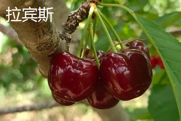 车厘子的品种，常见的有美早、黑珍珠等