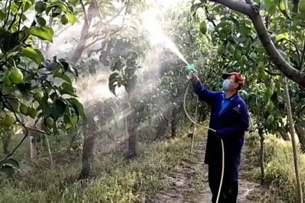 怎么防治梨树白纹羽病，做好开沟排水工作可避免病菌蔓延