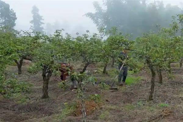 怎么防治梨树白纹羽病，做好开沟排水工作可避免病菌蔓延