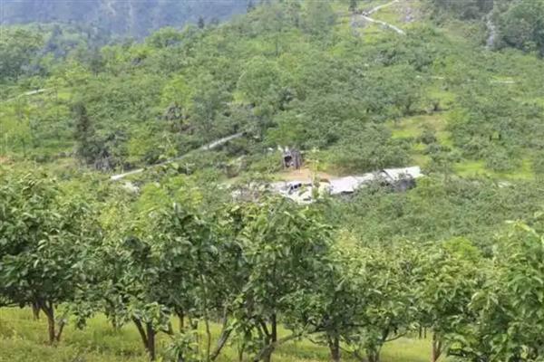 怎么防治梨树白纹羽病，做好开沟排水工作可避免病菌蔓延