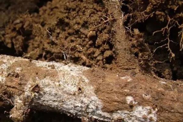 怎么防治梨树白纹羽病，做好开沟排水工作可避免病菌蔓延