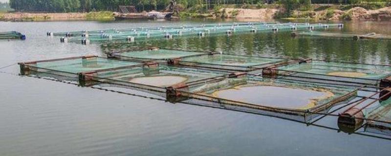 怎么用网箱养殖青虾，日投饵量为存箱虾重量的5-8%