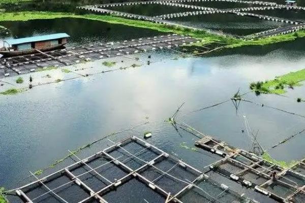 怎么用网箱养殖青虾，日投饵量为存箱虾重量的5-8%