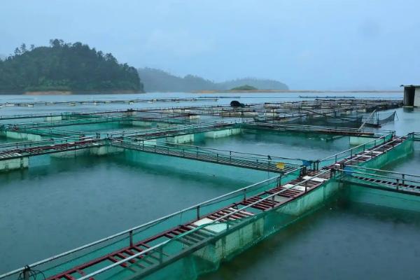 怎么用网箱养殖青虾，日投饵量为存箱虾重量的5-8%