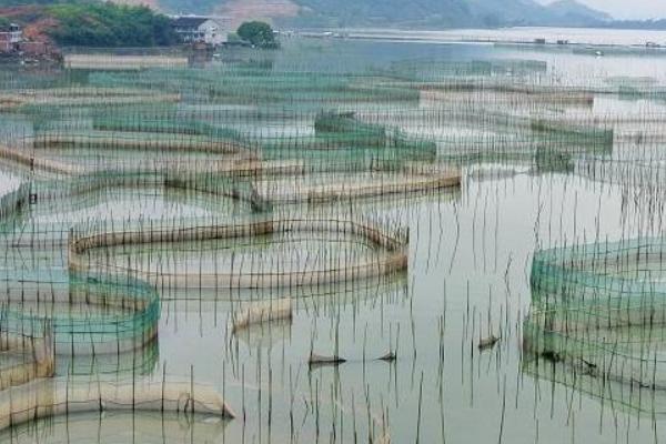 怎么用网箱养殖青虾，日投饵量为存箱虾重量的5-8%