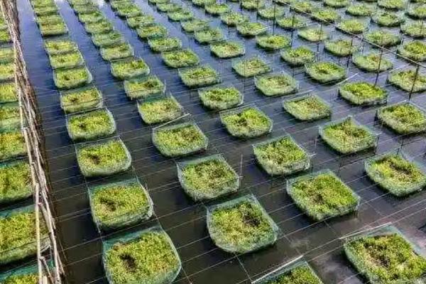 怎么用网箱养殖青虾，日投饵量为存箱虾重量的5-8%
