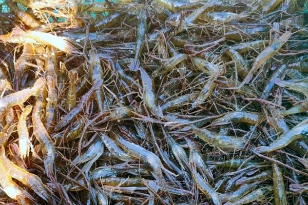 怎么用网箱养殖青虾，日投饵量为存箱虾重量的5-8%