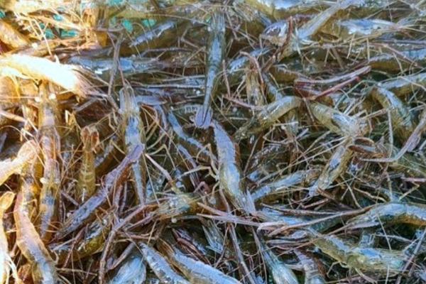 怎么用网箱养殖青虾，日投饵量为存箱虾重量的5-8%