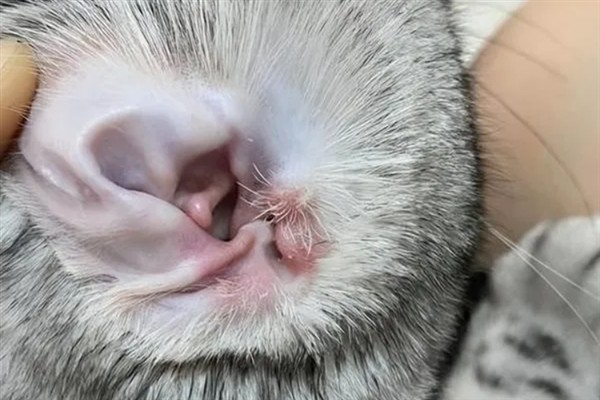 猫咪患上耳螨的症状，常表现为搔抓耳部、摇头不安等