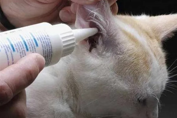 猫咪患上耳螨的症状，常表现为搔抓耳部、摇头不安等
