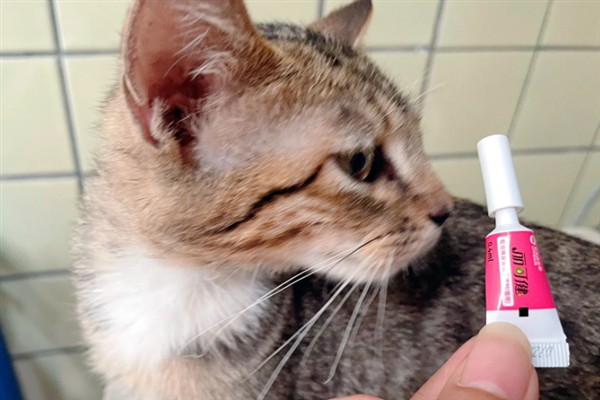 猫咪患上耳螨的症状，常表现为搔抓耳部、摇头不安等