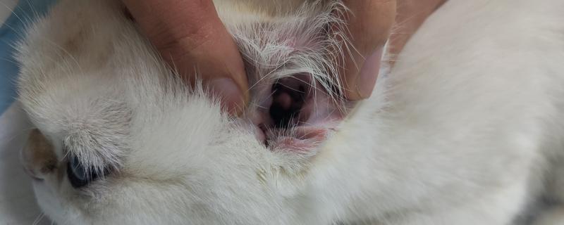 猫咪患上耳螨的症状，常表现为搔抓耳部、摇头不安等