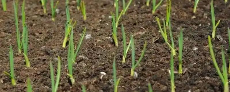 大蒜怎么进行秋播，用药拌种后再播种覆土并压实浇水
