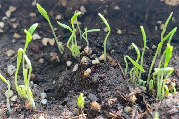 如何种植芫荽，种植前需先浸种催芽