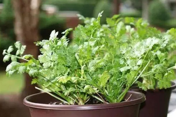 如何种植芫荽，种植前需先浸种催芽