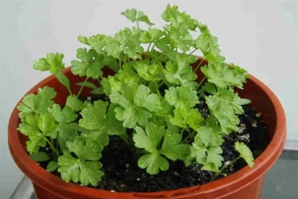 如何种植芫荽，种植前需先浸种催芽
