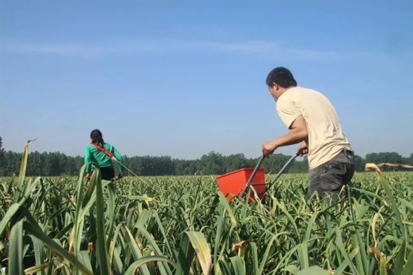 大蒜怎么进行秋播，用药拌种后再播种覆土并压实浇水