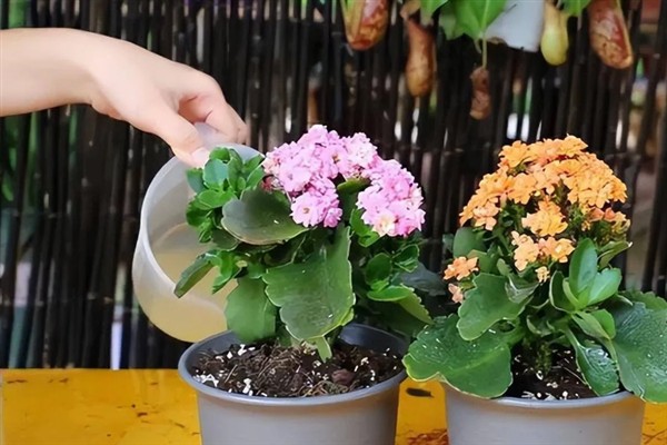 长寿花的颜色，不同品种的颜色有区别