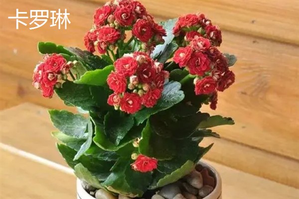 长寿花的颜色，不同品种的颜色有区别
